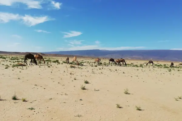 Iriki lake and chegaga Desert