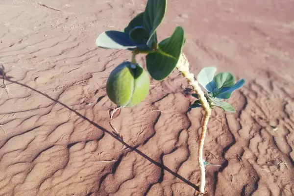 Explore Chegaga desert