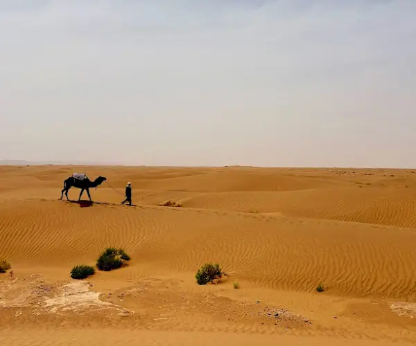 Camel caravan in the Erg Chigaga Sahara desert